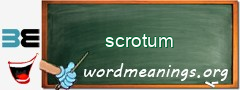 WordMeaning blackboard for scrotum